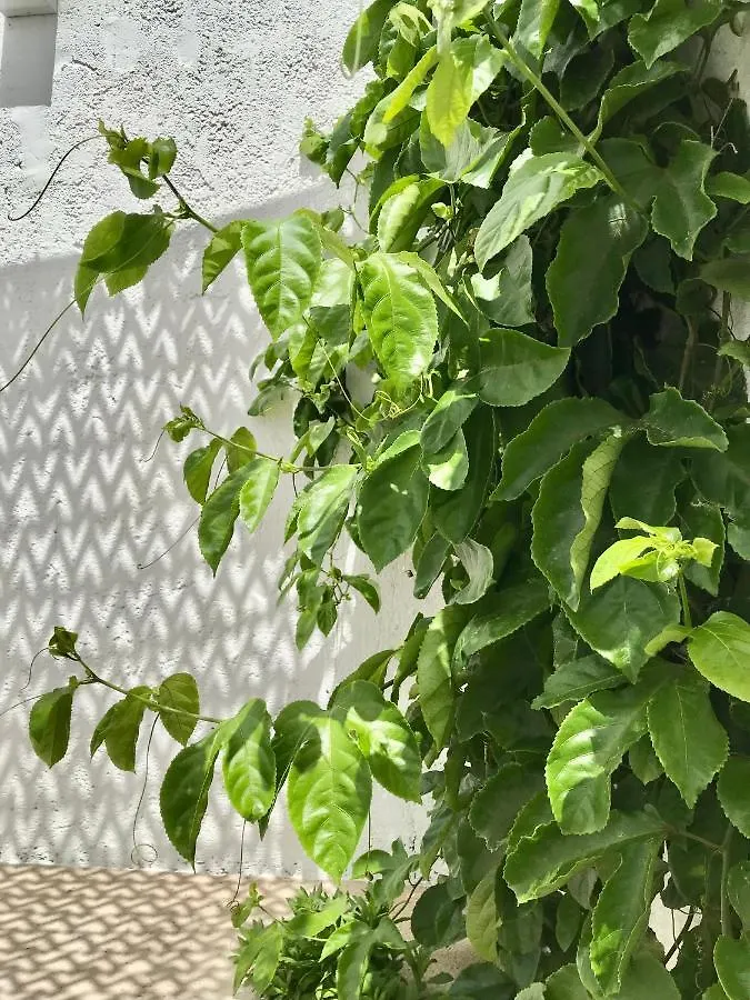 Villa La Casa Móvil. Casa de Artistas Algodonales Сasa de vacaciones